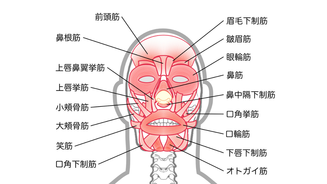 主な表情筋