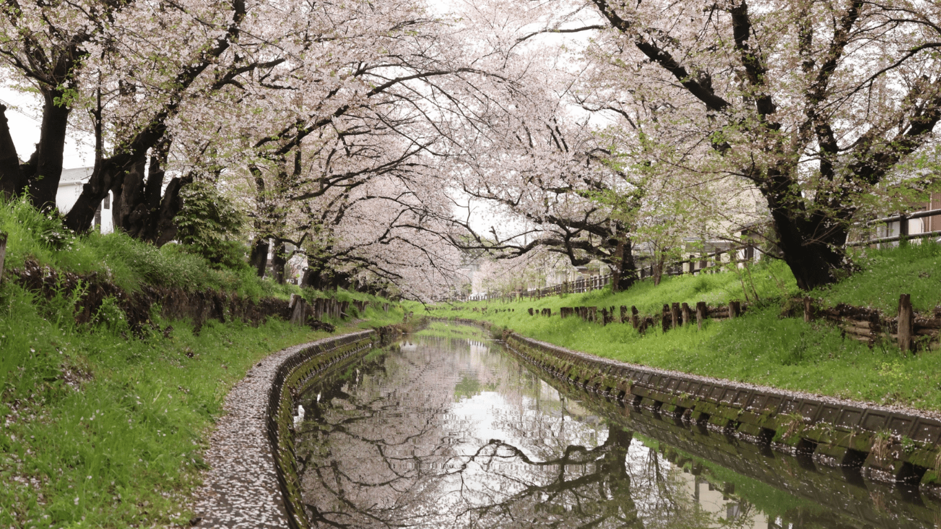 新河岸川の桜の写真